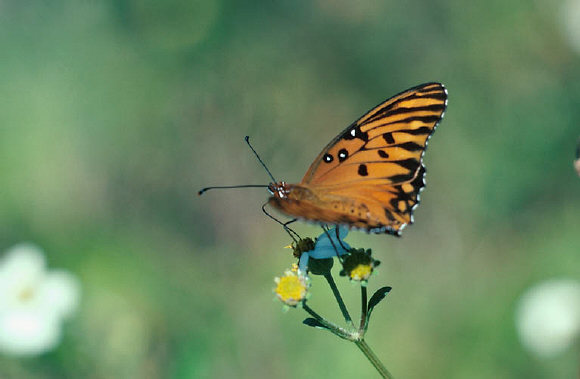 Butterfly Butterfly
