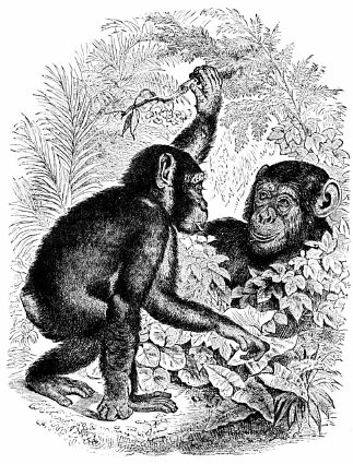 Chimpanzees, like humans, rely on close-knit social groups to give them safety, security, a context from which to pass on learning, and company with whom they can play and thrive