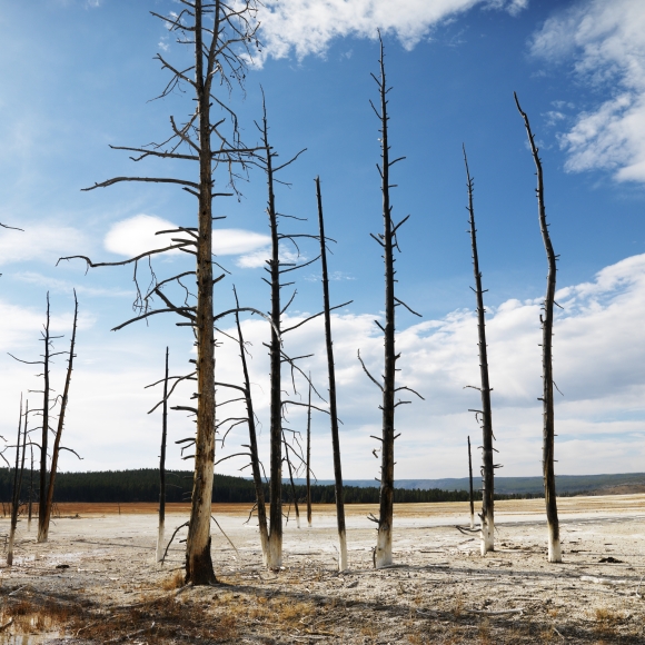 Deforestation is incredibly dumb—such interference with the ecological community is causing new viruses Deforestation is incredibly dumb—such interference with the ecological community is causing new viruses