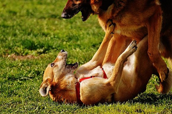 Shapiro breaks down political dog fights and the Democrats’ radicalism problem through a poignant lens Shapiro breaks down political dog fights and the Democrats’ radicalism problem through a poignant lens