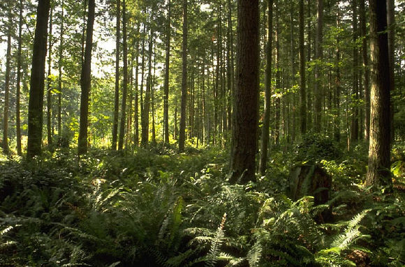 Determined pioneers are doing many good works  such as restoring forests and watersheds