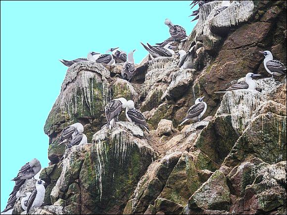 By the time the last claim was filed, in 1902, the United States’ oceanic empire encompassed ninety-four guano islands which were stripped of their guano for use as fertilizer By the time the last claim was filed, in 1902, the United States’ oceanic empire encompassed ninety-four guano islands which were stripped of their guano for use as fertilizer