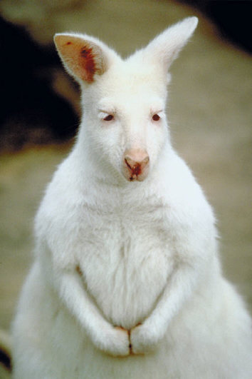If you found out you were created by kangaroos, would that make you devote your life to improving the overall present and future welfare of kangaroos? If you found out you were created by kangaroos, would that make you devote your life to improving the overall present and future welfare of kangaroos?