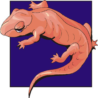 A newt A newt