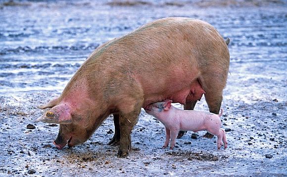 This pig is getting fed and taking only what he needs This pig is getting fed and taking only what he needs