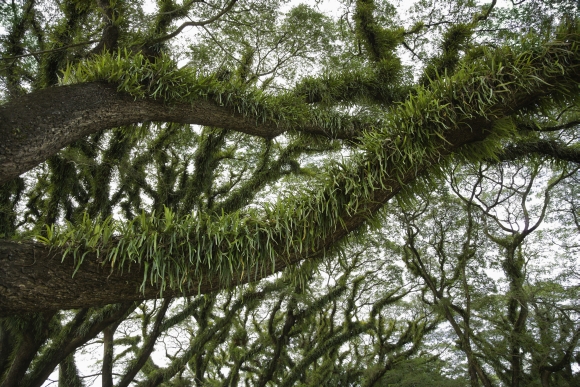 A rain forest A rain forest