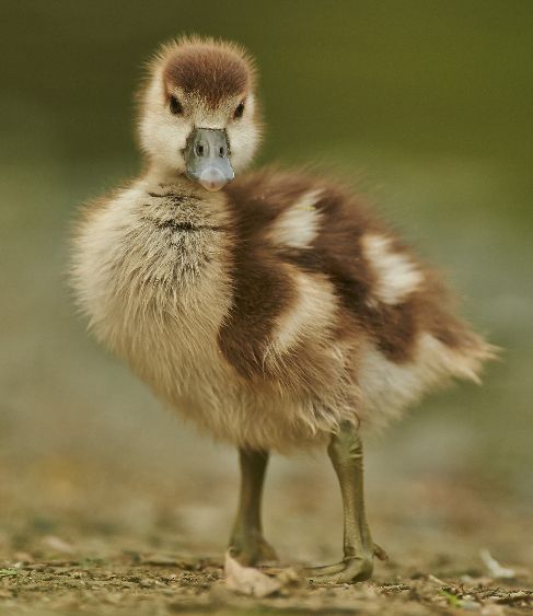 The non-mainstream reporters in alternative journalism are not afraid of the truth even if it ruffles a few feathers The non-mainstream reporters in alternative journalism are not afraid of the truth even if it ruffles a few feathers