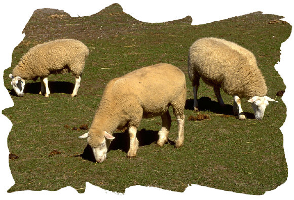 We opt for the non-puppet perspective; Johnson opts for the sheepish authoritarian view We opt for the non-puppet perspective; Johnson opts for the sheepish authoritarian view
