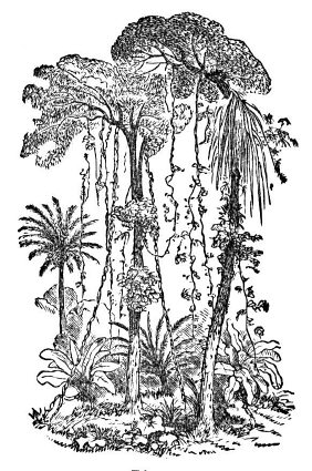 Deep ecology's core principle is the belief that the living environment as a whole should be respected and this tropical forest is a great example of what to protect