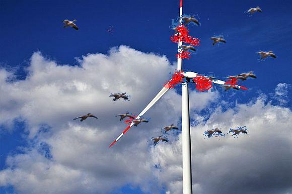 California wind turbines slaughter birds by the tens of thousands—since when is bird genocide environmentalism? California wind turbines slaughter birds by the tens of thousands—since when is bird genocide environmentalism?