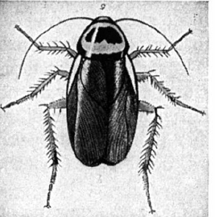 Cockroaches may be the only organism to survive our influence, in the long run Cockroaches may be the only organism to survive our influence, in the long run